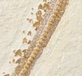 Large Heliobatis Stingray Fossil - Rare #16923-5